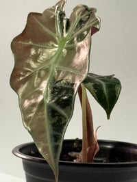 Image 1 of True Pink Amazonica Variegated Alocasia- Rare!