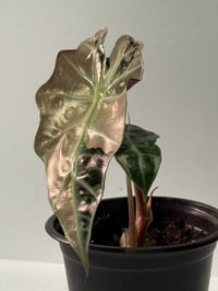 Image 3 of True Pink Amazonica Variegated Alocasia- Rare!