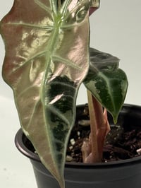 Image 4 of True Pink Amazonica Variegated Alocasia- Rare!