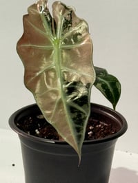 Image 5 of True Pink Amazonica Variegated Alocasia- Rare!