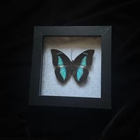 Prepona laertes  Butterfly - Grey Spider Webs
