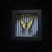 Papilio glaucus Butterfly - Stripes