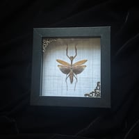 Satilia maculata Brown Mantis