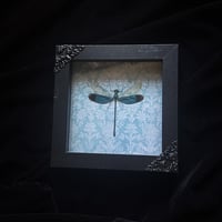 Teal Metalwing Damselfly