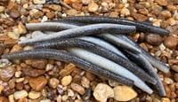 Image 5 of SENKO SHAD Worm  5" 