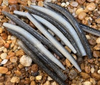 Image 10 of SENKO SHAD Worm  5" 