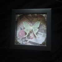 Actias Luna Moth (Female) - Vintage Postcard