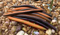 Image 5 of  SENKO CRAW Worm  5" 