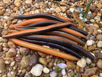 Image 6 of  SENKO CRAW Worm  5" 