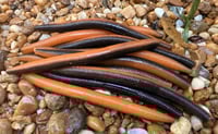 Image 7 of  SENKO CRAW Worm  5" 