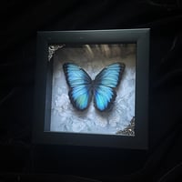 Morpho peleides Butterfly - Ghostly Floral
