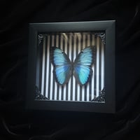 Morpho Deidamia Butterfly - Stripes