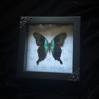 Papilio Peranthus Adamantius Butterfly - Skulls