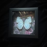 Morpho Catenarius Catenaria Butterfly - Violet Florals