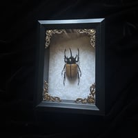 Yellow Five-Horned Rhinoceros Beetle - Brown Damask