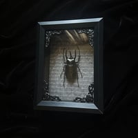 Chalcosoma Atlas Keyboh Rhinoceros Beetle - Grey Script