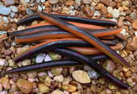 Image 9 of  SENKO CRAW Worm  5" 