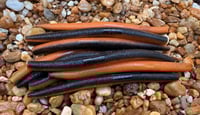 Image 2 of  SENKO CRAW Worm  5" 