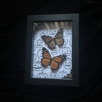 Double Monarch Butterflies - Jack o Lanterns