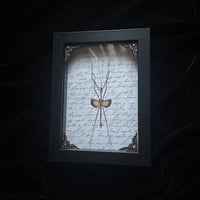 Pseudodiacantha macklotti Stick Bug
