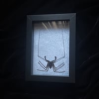 Stygophrynus dammermani Whip Scorpion