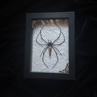 Nephilia Pilipes Orb Weaver Spider