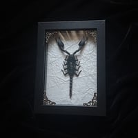 Heterometrus Cyaneus Scorpion - White