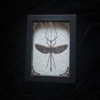 Anchiale buruense Stick Insect