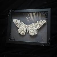 White Witch Moth - Grey Damask