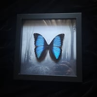 Morpho Deidamia Butterfly - Haunted Forest