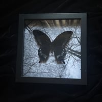  Papilio Deiphobus Butterfly - Moonlit Forest
