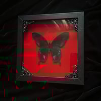  Papilio Deiphobus Butterfly - Red