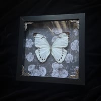 Morpho Luna Butterfly - Black Florals