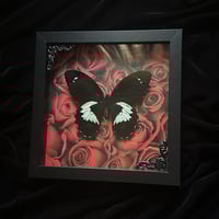  Papilio Gambrisius Butterfly - Red Roses