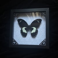 Papilio Gambrisius Butterfly - Grey Damask