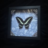 Papilio Gigon Swallowtail Butterfly