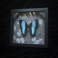Morpho Achilles Butterfly - Black Floral