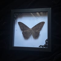 Black Witch Moth - Full Moon