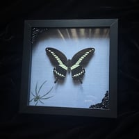 Papilio Gigon Swallowtail Butterfly - Spider