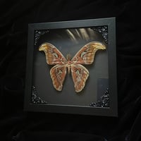 Female Attacus Atlas Snake Moth - Black