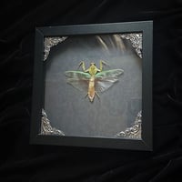 Male Green Mantis - Grey Damask