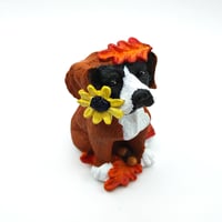 Image 3 of Fall Sunflower Boxer no.1