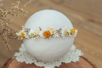 Newborn/Sitter Halo 81