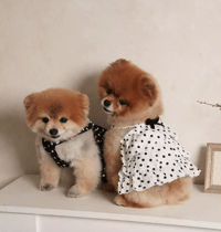 Image 1 of POLKADOT TOP - WHITE