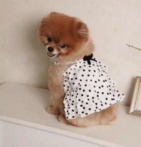 Image 2 of POLKADOT TOP - WHITE