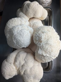Image 3 of Lion's Mane Powder (3 Month Supply)