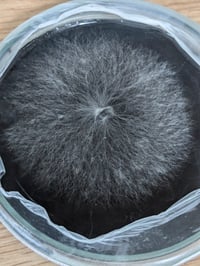 Image 4 of Lion's Mane Powder (3 Month Supply)