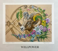 Image 5 of 8x10 prints ~ UNGULATES