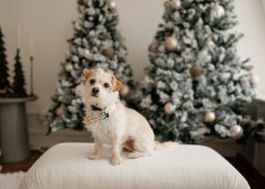 Image of Cozy Studio Holiday minis 2025