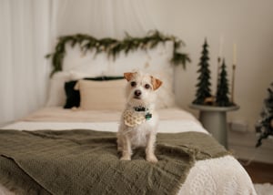 Image of Cozy Studio Holiday minis 2025